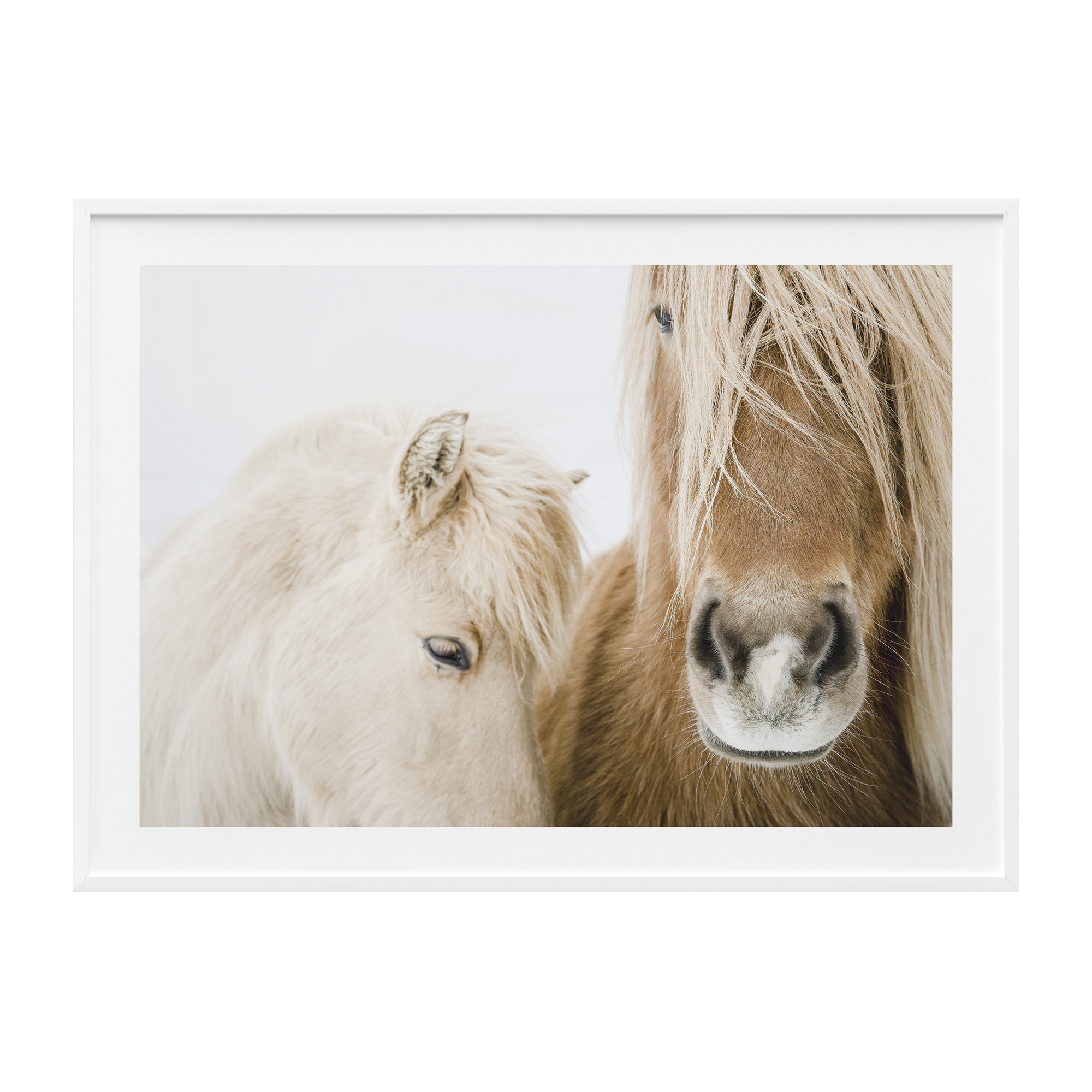 Two shaggy ponies standing close together